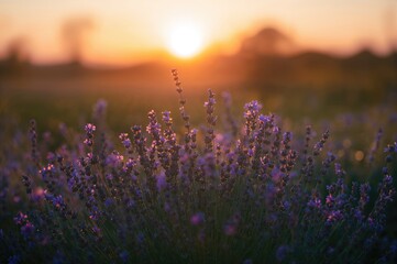 Fototapeta premium Dusk over a purple flower meadow with a soft-focus background