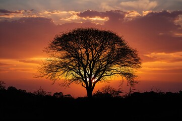 Fototapeta premium Tree Silhouette Against a Dusk Sky
