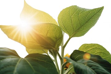 Isolated sunflower foliage on plain backdrop with full focus and clipping path