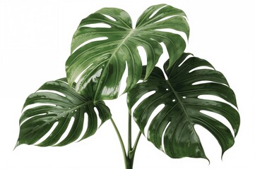 Tropical Monstera plant featuring broad green foliage and distinctive perforated veins, set against a white backdrop.