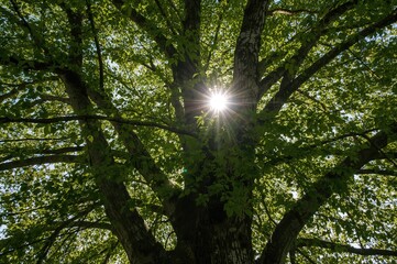 Obraz premium The crown of the unique hornbeam tree glows under the spring sunlight, showcasing its jagged leaves, dense foliage, and silvery bark on younger plants.