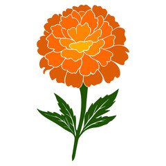 Vector illustration of marigold with leaves and bud