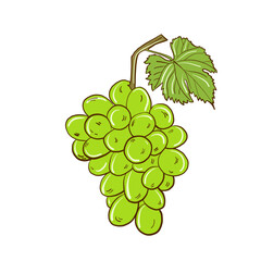 Illustration of a grapevine with green clusters in vector format