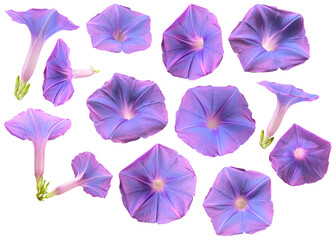 Set of purple morning glories flower isolated on transparent background