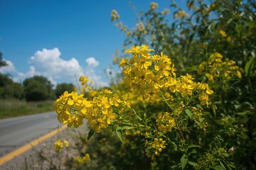 Fototapeta premium Tiny yellow flowers growing beside the road