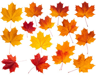 Fototapeta premium autumn leaves isolated on white