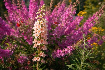 Obraz premium Pink Angelonia and Summer Snapdragon Floral Pattern and Background