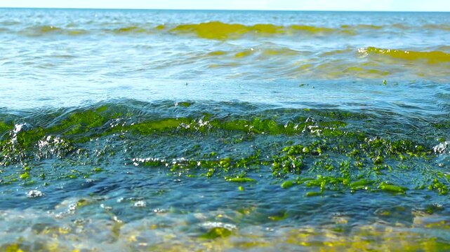 Waves and blue and green colored ocean sea water ripples moving over green seaweed and algae on a rock at a sandy and sunny beach during summer day. Horizon visible, shallow depth of field.