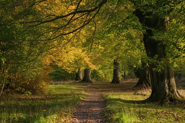 Fototapeta premium Tiny creature trail through dense woodland filled with towering trees