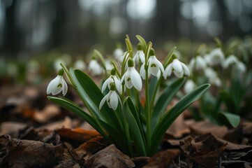 Close-up of Scilla bifolia blooming in a natural woodland setting during spring.