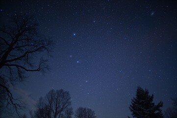 Naklejka premium Celestial light shining above the forest