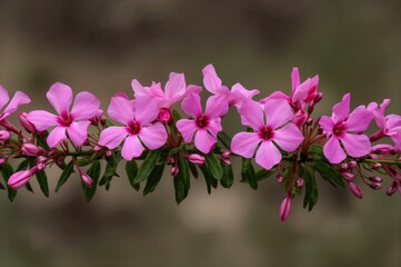 Obraz premium A row of multiple pink blossoms from the Rosaceae family