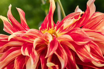 großblumige Dahlie, mit gelbroten Blütenblättern © Jutta