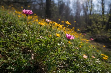 Obraz premium Seasonal bloom of wild plants and fresh tree shoots with leaves in sunlight