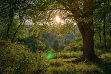 Obraz premium Bright sunlight illuminating a serene forest clearing surrounded by lush trees