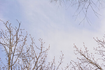 Bare tree branches reaching towards a cloudy blue sky, springtime scene