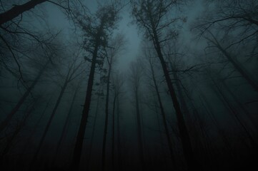 Fog enveloping towering trees in a dense woodland