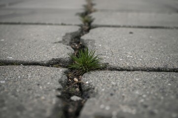 Thorny vegetation emerging from a crack in the concrete walkway. Urban nature resilience. Victory of life. Minimal focus depth.