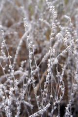 autumn, winter, vertical background image with wild plants
