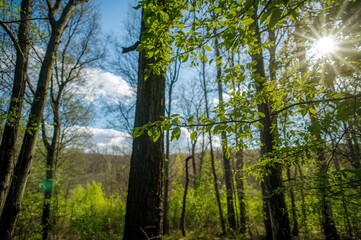Obraz premium Bright morning in a woodland during spring with towering trees, summer vibes, and natural scenery