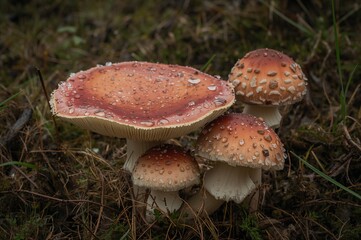 Fototapeta premium Gorgeous Fungi Flourishing During the Wet Season, Perfect for Calm Backgrounds or Text Overlays