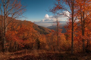 Fototapeta premium Breathtaking fall scenery with colorful foliage and leaf-covered ground in a hilly area