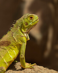 Lizard in natural outdoor setting