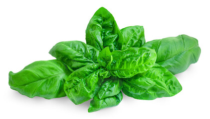 Basil leaf isolated on white background.  High-Quality Green organic   Basil leaf Top view. Flat lay.