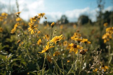 Obraz premium Bright summer scene with golden blossoms