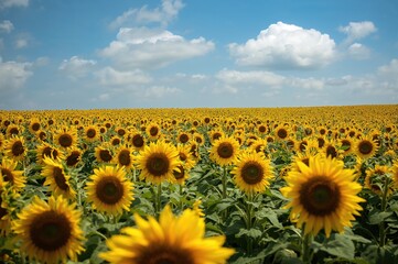 Obraz premium Sunflower landscapes at their peak beauty with grandeur