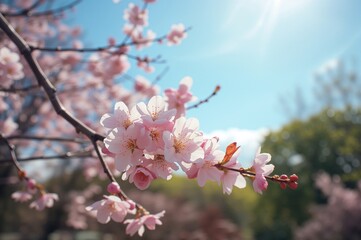 Obraz premium Blooming Cherry Flowers in Spring