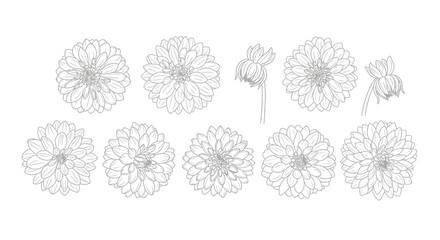 Collection of delicate hand-drawn chrysanthemums in various stages of bloom and angles vector