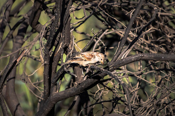 Small Brown Sparrow Charched on Charred Branches in a Post-Fire Nature Scene
