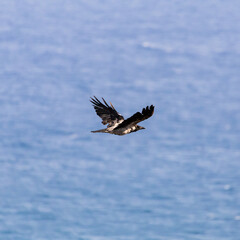 Hooded crow Bird in Flight Over Blue Ocean Aerial View of Freedom and Nature