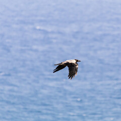 Hooded crow Bird in Flight Over Blue Ocean Aerial View of Freedom and Nature