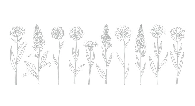 Collection of delicate botanical drawings featuring diverse flower stems and budding blooms vector