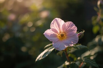 Rose Belonging to Sharon