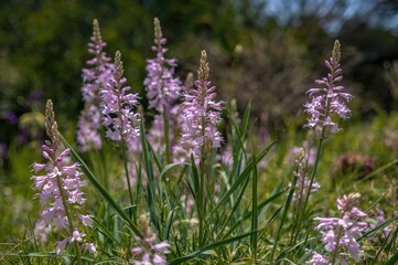 Obraz premium Tulbaghia violacea: The Unique Society Garlic Plant