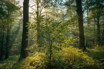 Obraz premium Fresh linden foliage awakens in a sunlit spring woodland following the cold season.
