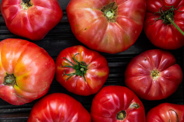 A detailed close-up of a single organic, heirloom tomato with irregular natural shape, surrounded by a abundant pile of fresh homegrown tomatoes. Authentic and unsprayed.