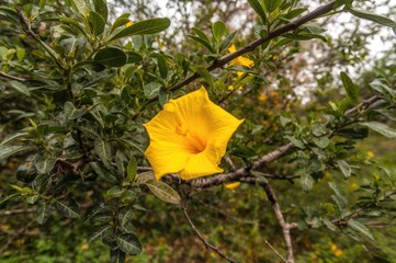Golden trumpet tree with bright yellow blooms
