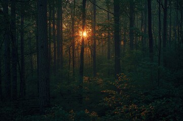 Fototapeta premium Morning light streaming through woodland trees in a romantic atmosphere