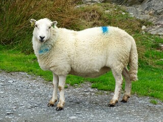 Obraz premium Sheep standing at the side of the road