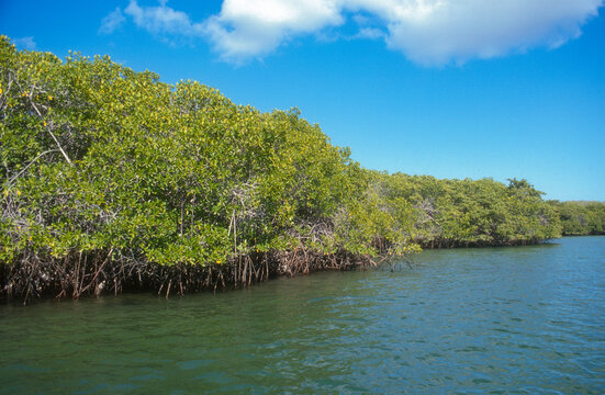 Paletuvier rouge, rhizophora mangle, mangrove, Ile volcanique, Archipel des Galapagos, Equateur