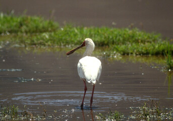 Spatule d'Afrique, Platalea alba, African Spoonbill