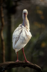 Spatule rosée, Platalea ajaja, Roseate spoonbill, Réserve Merritt Island, Floride, Etats Unis, USA