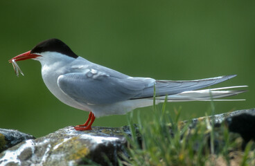 Sterne arctique,Sterna paradisaea, Arctic Tern, Lançon, Hyperoplus lanceolatus