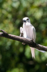 Gygis blanche, Gygis alba, White Tern