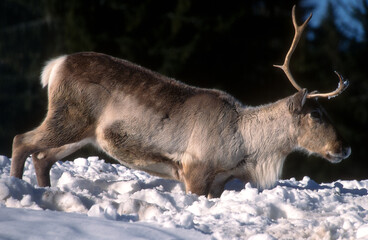 Renne d'europe, Rangifer tarandus tarandus,