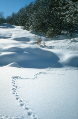 Lièvre variable, Lepus timidus, Traces, neige, hiver, montagne